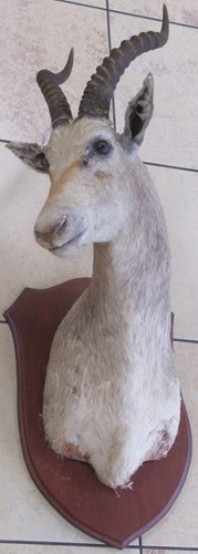 Lot 99 - A white antelope taxidermy head, mounted on a...