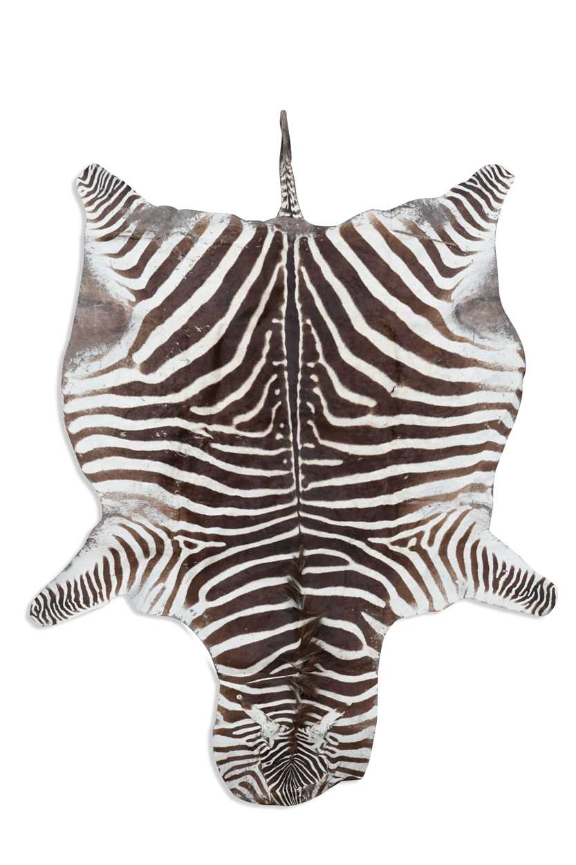 Lot 768 - Taxidermy, a Zebra skin rug