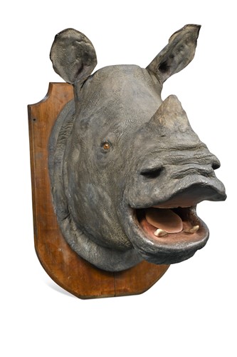 Lot 767 - Taxidermy, a Javan Rhinoceros (Rhinoceros sondaicus) head mount