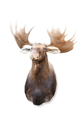 Lot 758 - Taxidermy, a Canadian bull moose (alces alces) neck mount