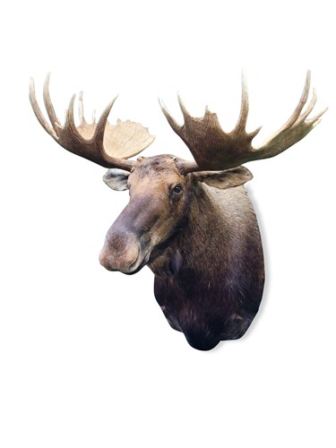 Lot 758 - Taxidermy, a Canadian bull moose (alces alces) neck mount