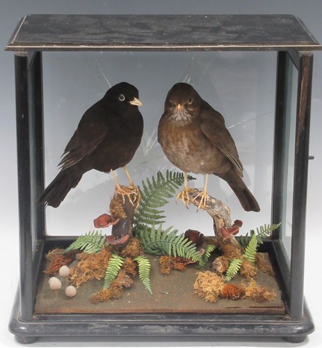 Lot 199 - Male and female taxidermy blackbirds in glass...