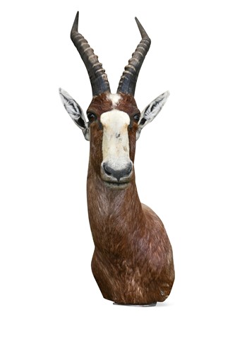 Lot 792 - Taxidermy: Blesbok (Damaliscus phillipsi)