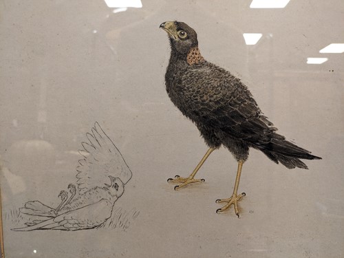Lot 621 - Studies of young Montagu Harriers, North Devon,...