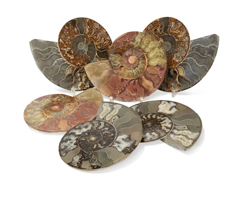 Lot 700 - A group of six fossilized ammonites
