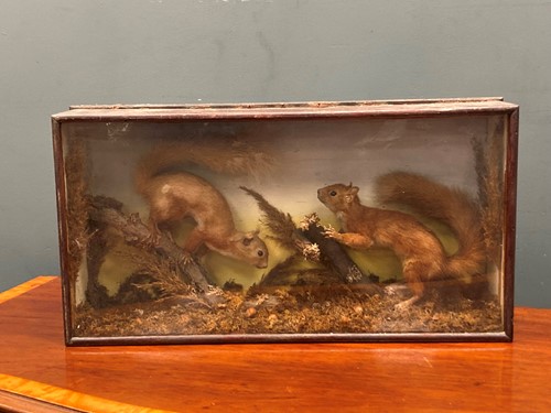 Lot 143 - A taxidermy of two red squirrels foraging,...