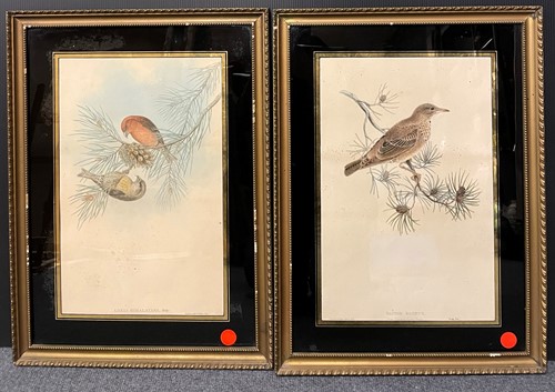 Lot 576 - A pair of colour lithographs of ornithological...