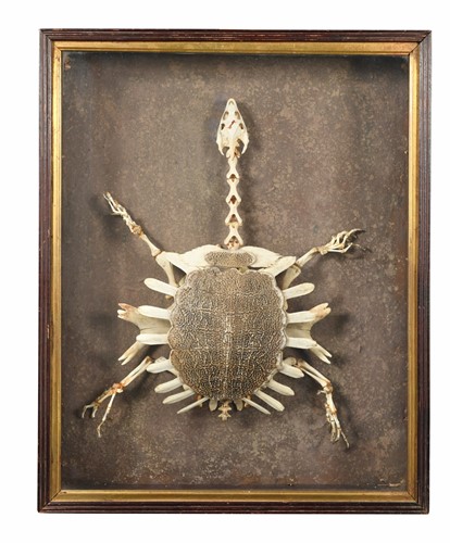 Lot 609 - An early 20th century softshell turtle skeleton (trionychidae)