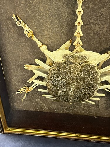 Lot 609 - An early 20th century softshell turtle skeleton (trionychidae)