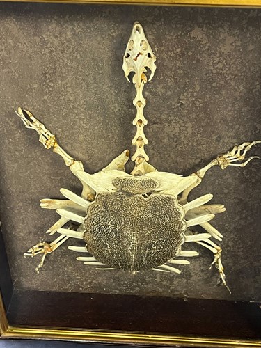 Lot 609 - An early 20th century softshell turtle skeleton (trionychidae)