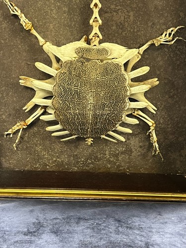 Lot 609 - An early 20th century softshell turtle skeleton (trionychidae)
