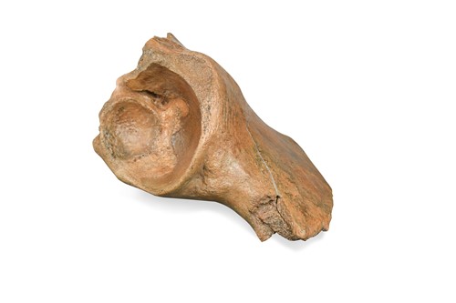 Lot 605 - A Woolly Mammoth (Mammuthus primigenius) pelvic bone fragment