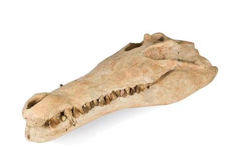 Lot 604 - A plaster and bone crocodile skull