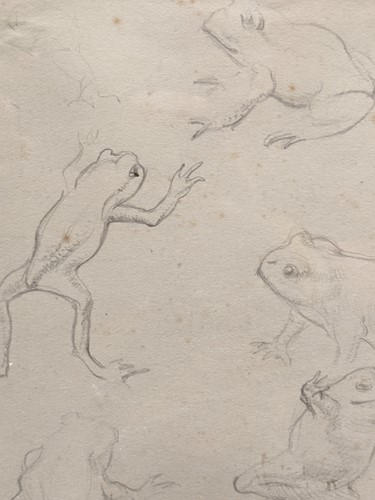 Lot 548 - A pencil study of frogs, unsigned, 15 x 13.5cm