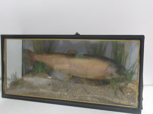 Lot 140 - A taxidermy fish in a rectangular glazed case,...