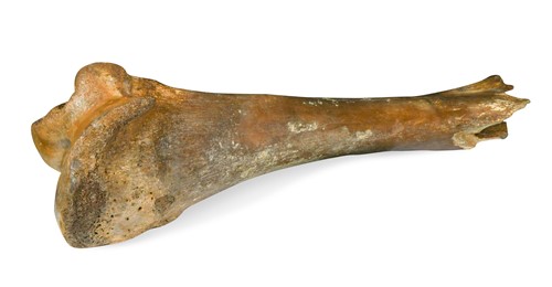 Lot 608 - A partial Woolly Mammoth femur bone, Pleistocene era