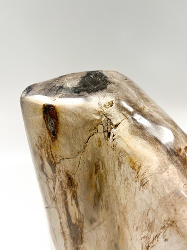 Lot 614 - A petrified wood specimen