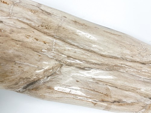 Lot 614 - A petrified wood specimen