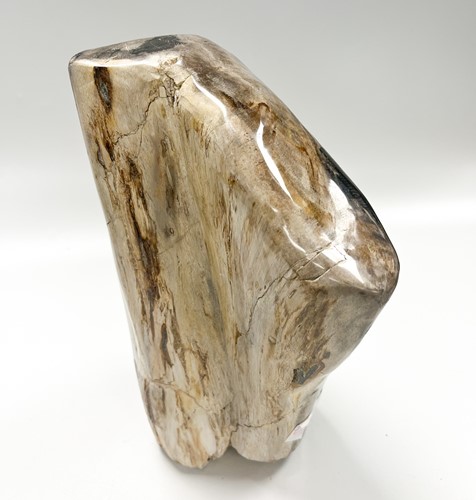 Lot 614 - A petrified wood specimen