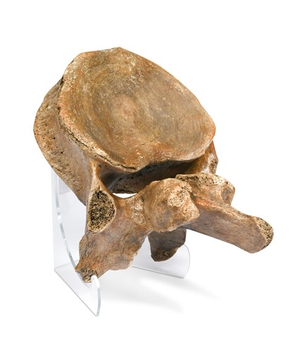 Lot 606 - A Woolly Mammoth lumbar vertebra, Pleistocene era
