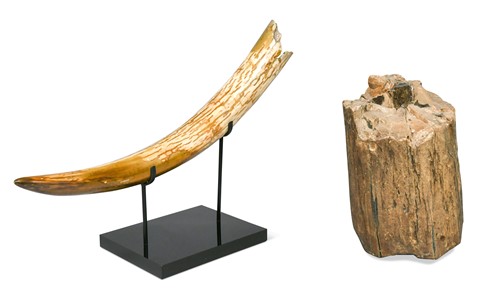 Lot 607 - A polished juvenile Woolly Mammoth tusk