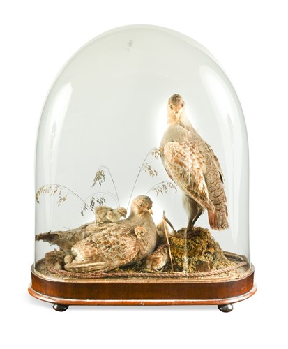 Lot 759 - A taxidermy brace of English Partridges with chicks, early 20th century