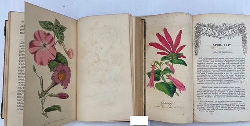 Lot 192 - Botanical plates.