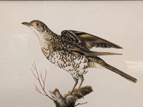 Lot 417 - John Curtis (Early 19th Century)