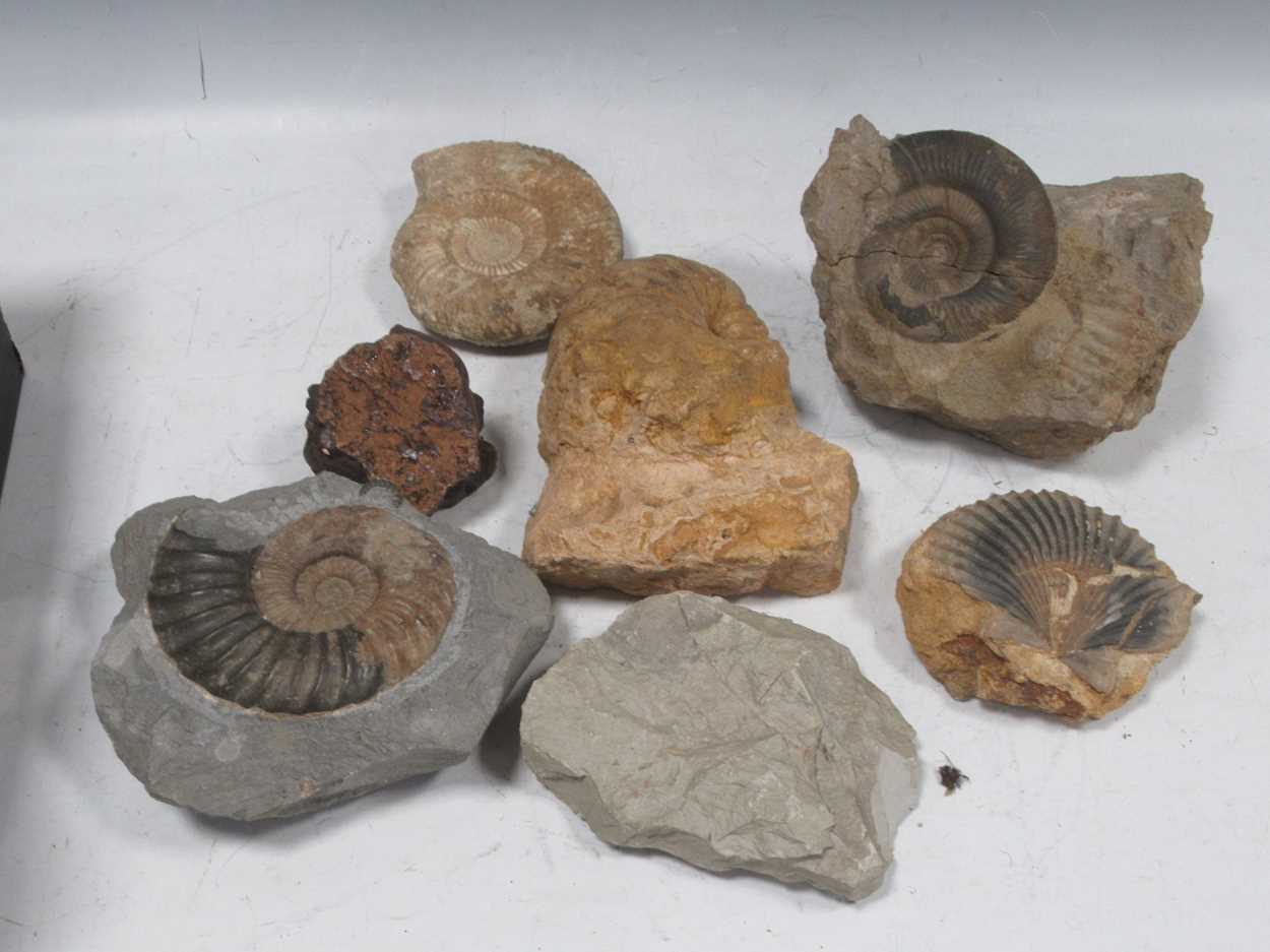 Lot 229 - A collection of ammonites and fossilised