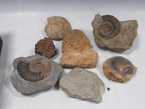 Lot 229 - A collection of ammonites and fossilised shells