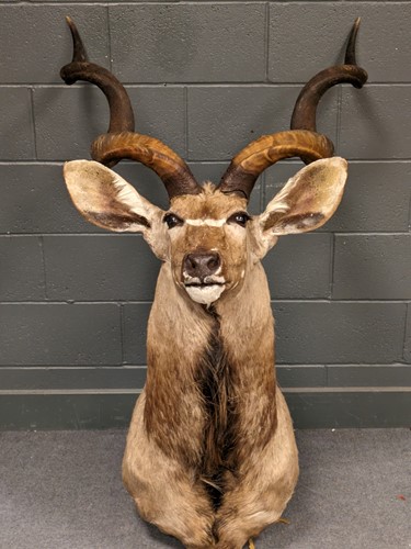 Lot 356 - A kudu bull taxidermy trophy 152 x 83 x 81cm