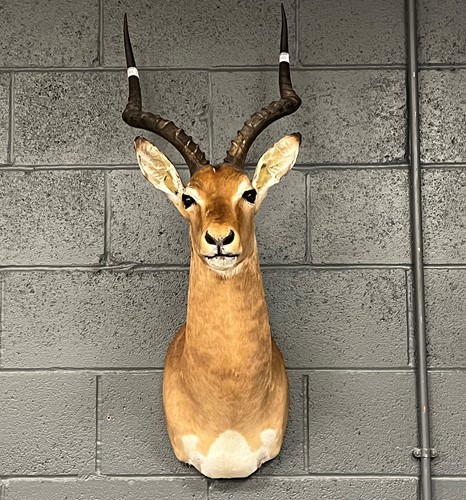 Lot 355 - An Impala taxidermy trophy 105 x 40 x 50cm