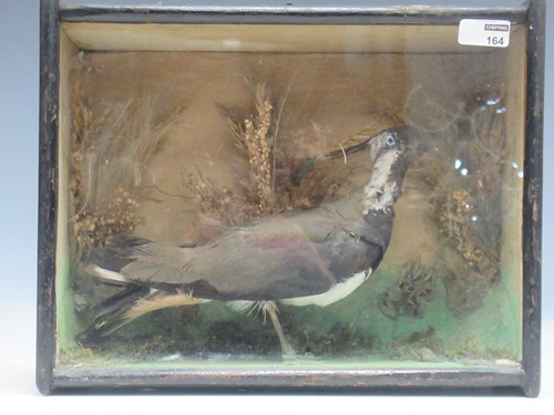 Lot 164 - A late 19th/early 20th century taxidermy...