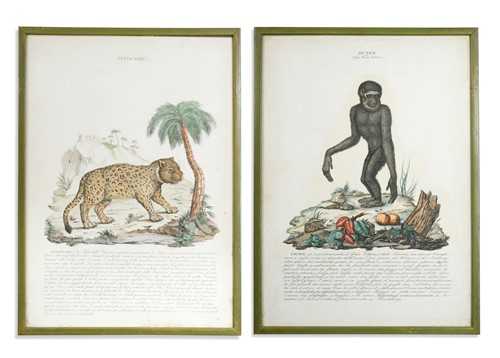 Lot 593 - A set of six Italian hand-coloured engravings of fauna, early 19th century