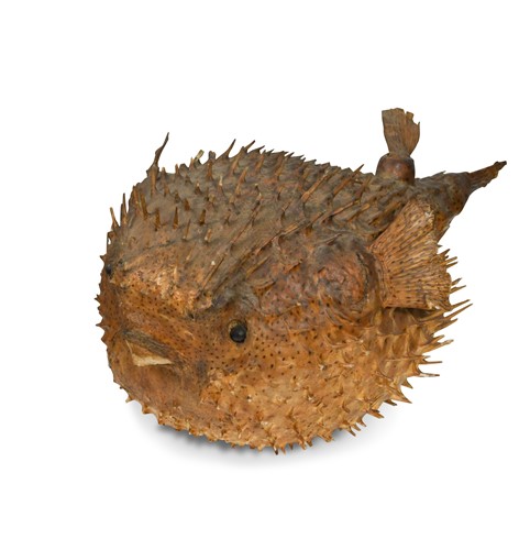 Lot 80 - A dried and preserved puffer fish