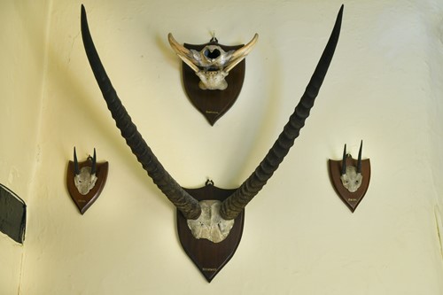 Lot 97 - A collection of four shield mounted trophies, 20th century