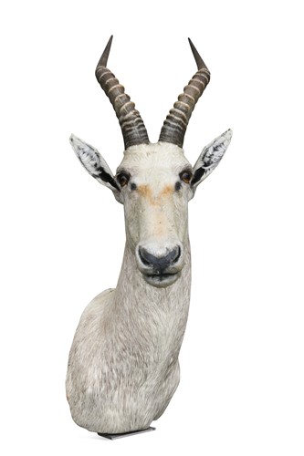 Lot 791 - Taxidermy: White Blesbok (Damaliscus pygargus phillipsi)
