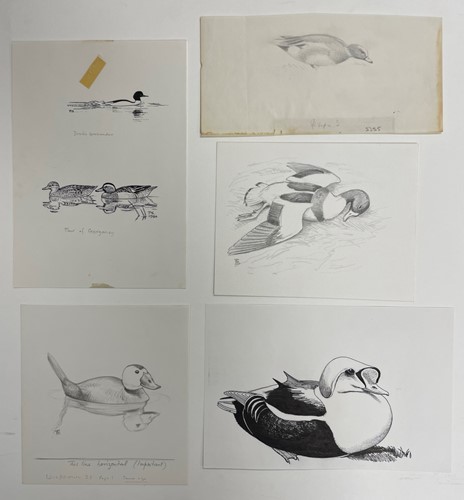 Lot 266 - Sir Peter Markham Scott  CH CBE FRS (British, 1909-1989)
