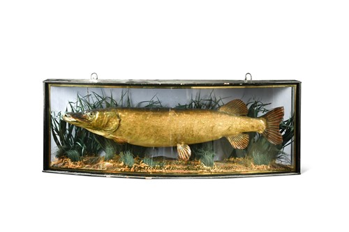 Lot 616 - Taxidermy; a mounted pike in bowfronted glass case, circa 1924