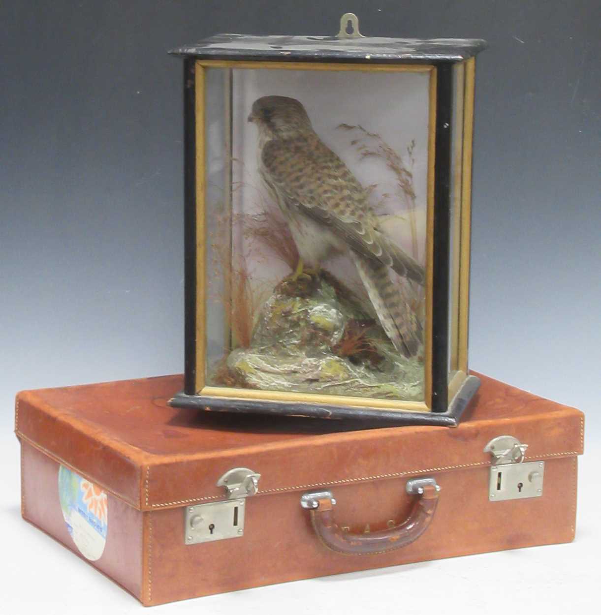 Lot 84 - A taxidermy cased sparrowhawk early 20th...