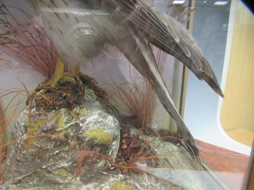 Lot 84 - A taxidermy cased sparrowhawk early 20th...