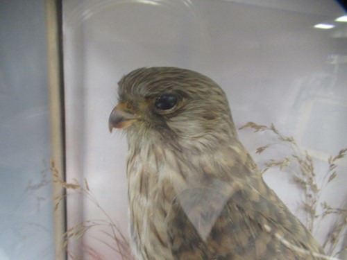 Lot 84 - A taxidermy cased sparrowhawk early 20th...