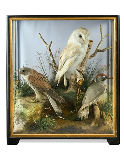Lot 614 - Taxidermy, attributed to Hutchings of Aberystwyth, a cased and mounted group of British birds, circa 1900