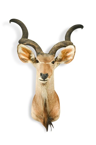 Lot 613 - Taxidermy; a Greater Kudu (Tragelaphus Strepsiceros) shoulder mount, circa late 20th century
