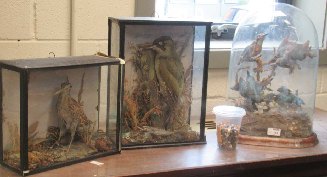 Lot 168 - Stuffed/taxidermy kingfishers under glass dome,...