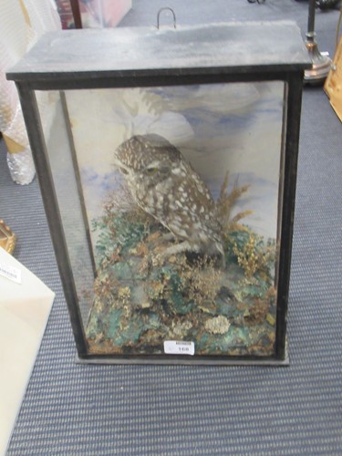 Lot 168 - Stuffed/taxidermy kingfishers under glass dome,...