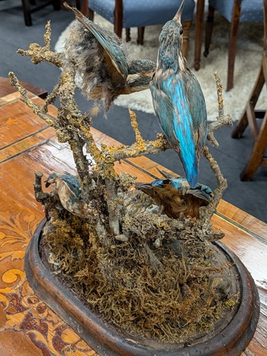 Lot 168 - Stuffed/taxidermy kingfishers under glass dome,...