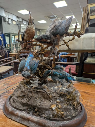 Lot 168 - Stuffed/taxidermy kingfishers under glass dome,...