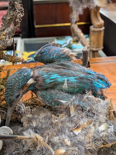 Lot 168 - Stuffed/taxidermy kingfishers under glass dome,...