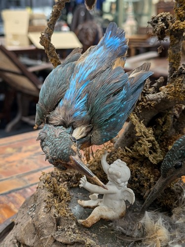 Lot 168 - Stuffed/taxidermy kingfishers under glass dome,...